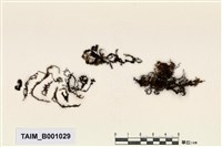 藏品(短枝簑苔)的圖片